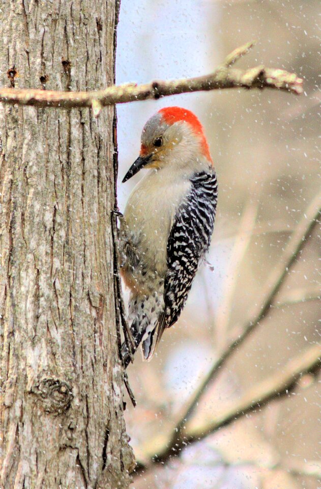 Tree vertical bird