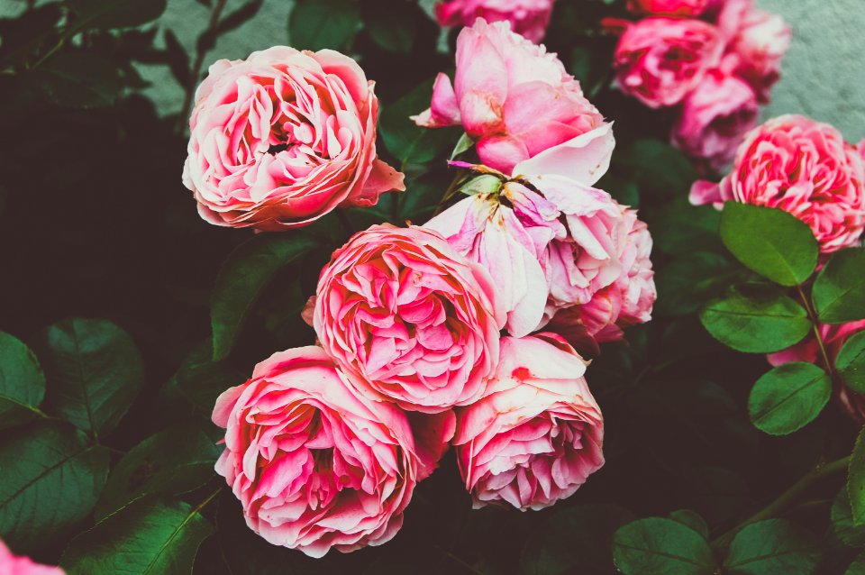 Flower, Nature, Green