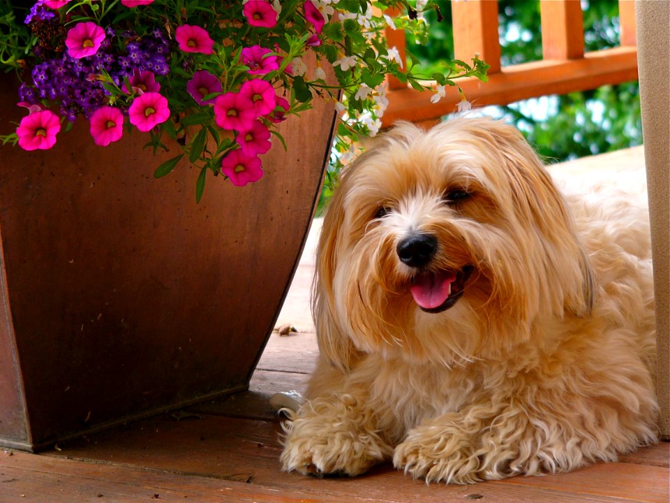 Orillia, Canada, Yorkie