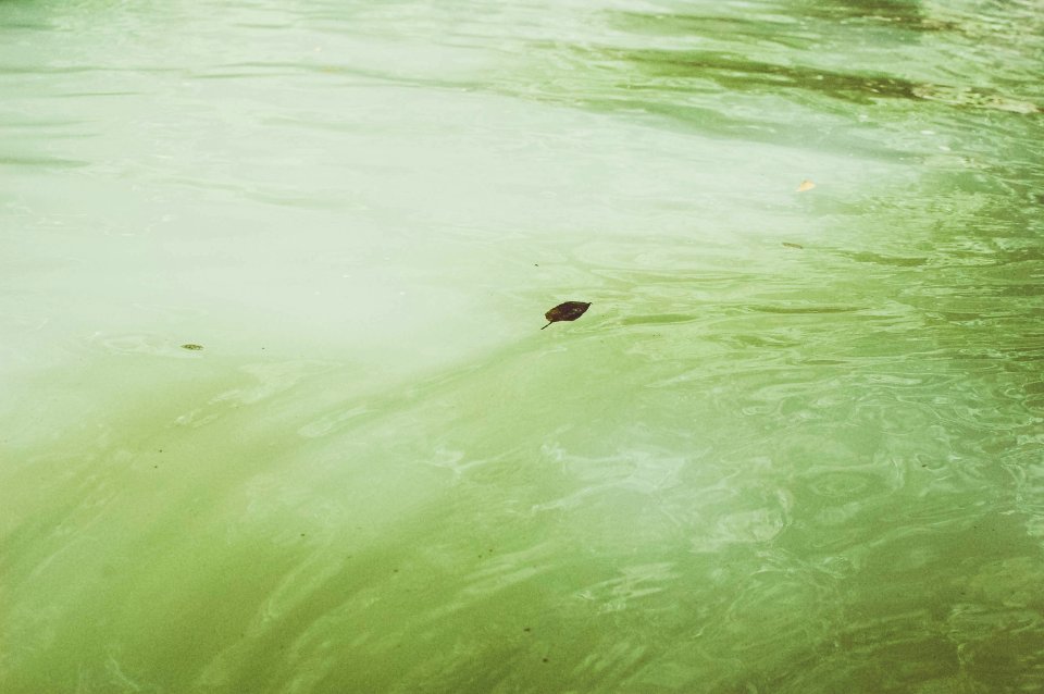 Wave, Nature, Green
