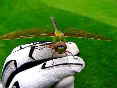 Golf glove, Dragonfly, Insect