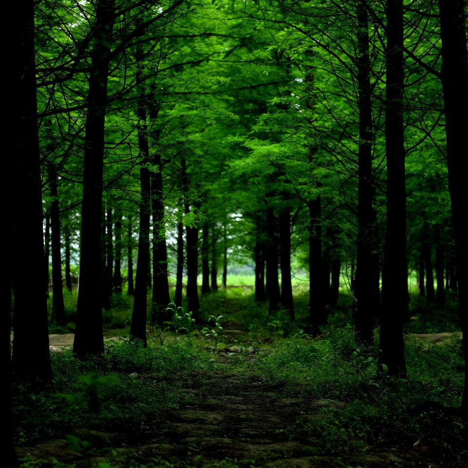 Forest, Trees