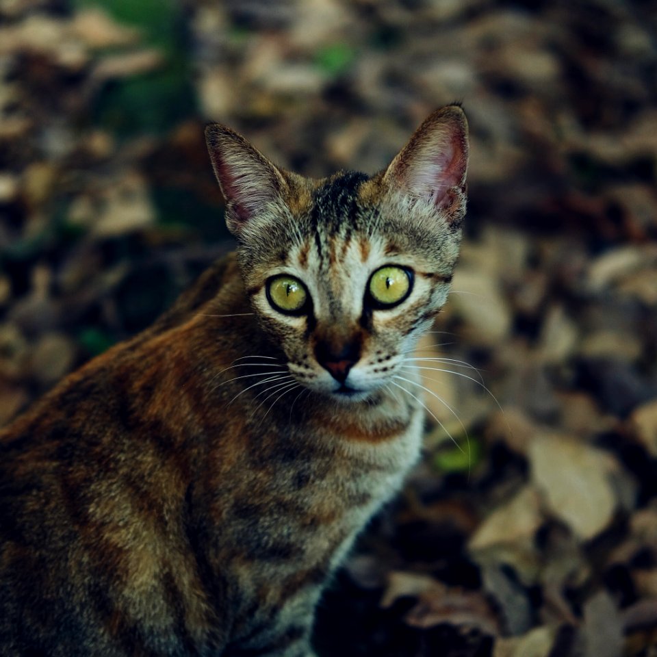 Beautiful, Eyes, Cat