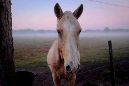 horse standing beside tree photo