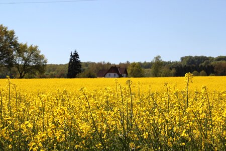 Rape blossom yellow spring photo