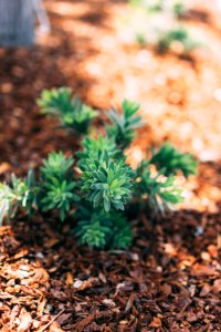 Wild, Ground, Greenery