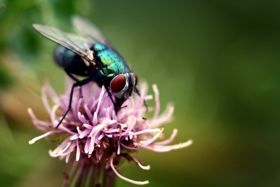 Oberhausen, Germany, Animal