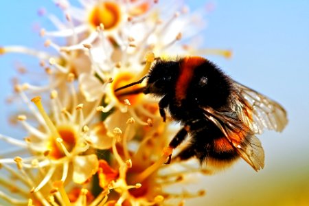 Hummel, Nature, 100mm photo