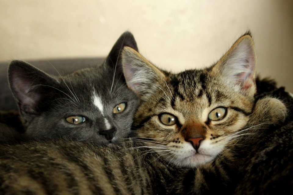 Lemmer, Nederland, Kittens