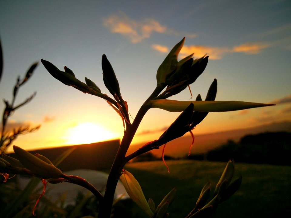 Whangarei heads, New Zealand, Flax
