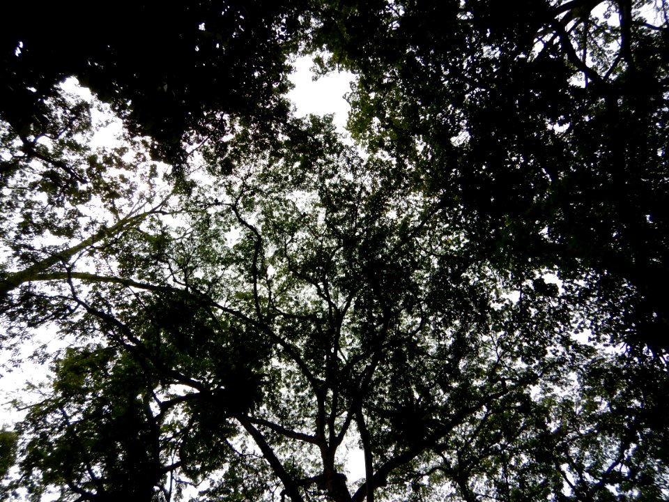 Bogor, Indonesia, Kebun raya bogor