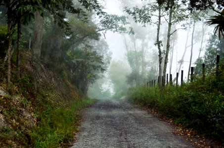 forest covered by fog photo