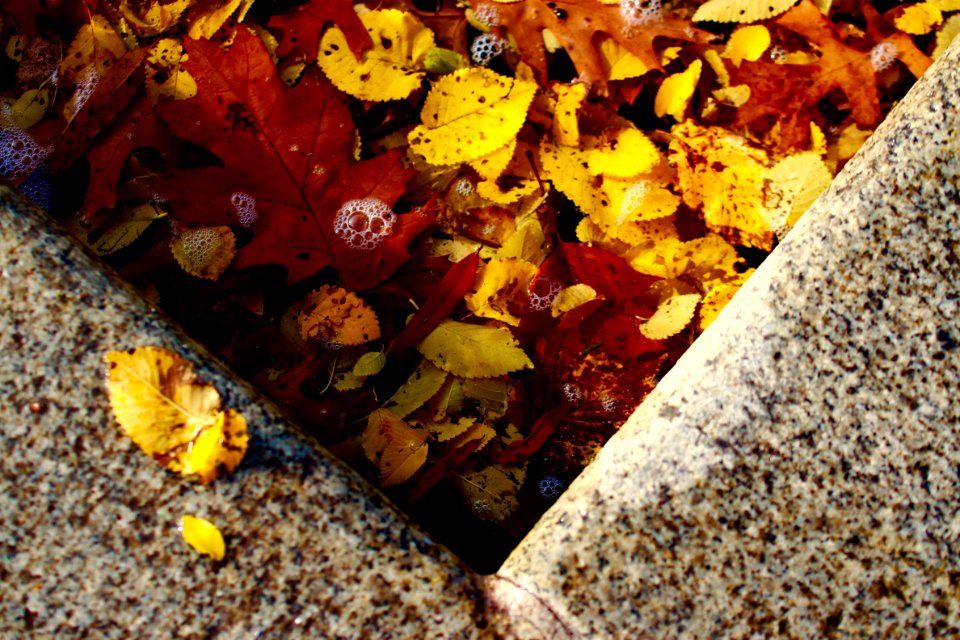 Washington, United states, Fall