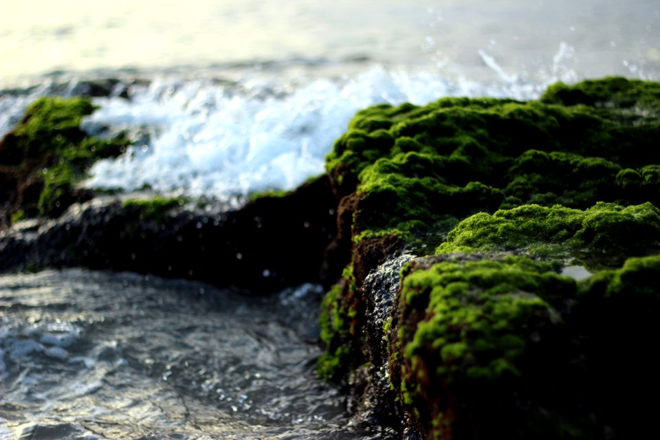 brown rock covered with green larvae