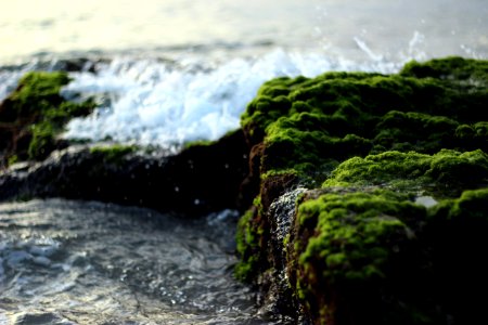 brown rock covered with green larvae photo