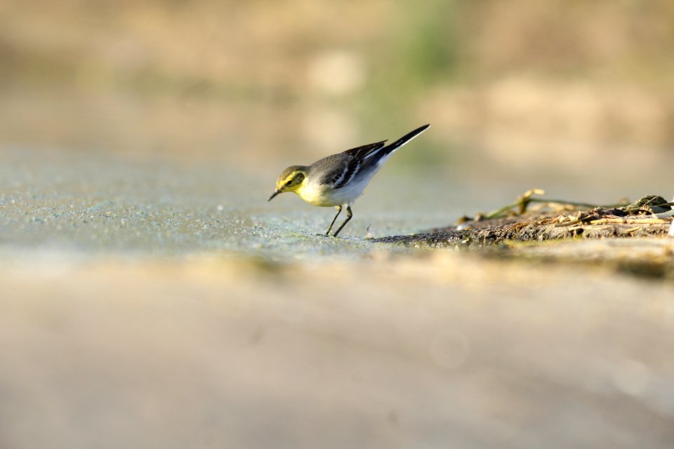 Birdlover, Wildlife, Nature