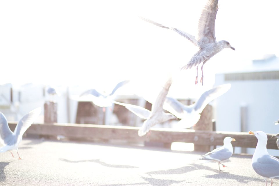 Bellingham, United states, Boat photo