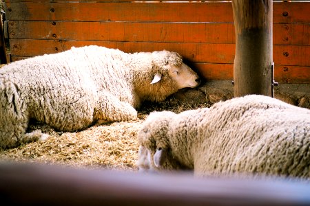 Daegwallyeong sheep ranch, Pyeongchanggun, South korea