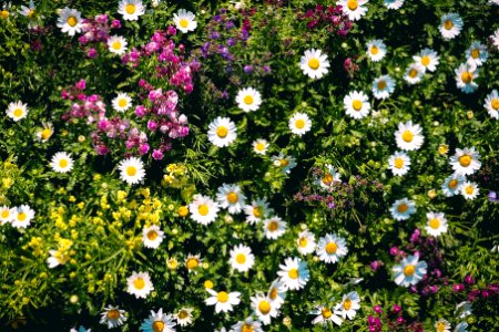 Nature, Grass, White