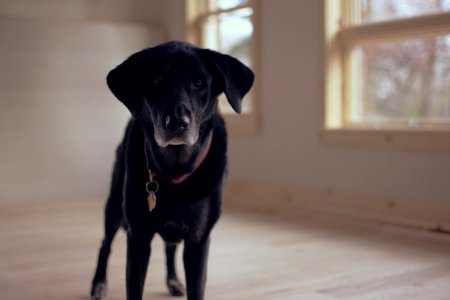 shallow focus photography of black dog along glass window