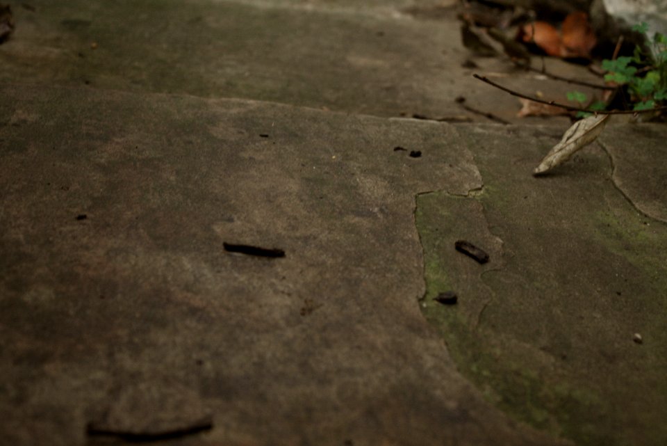 Memorial park, Memphis, Flat rocks