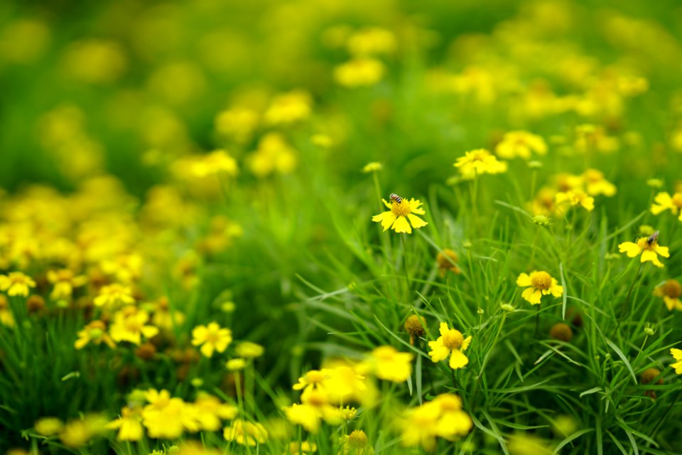 Hanoi, Vietnam, Daisy