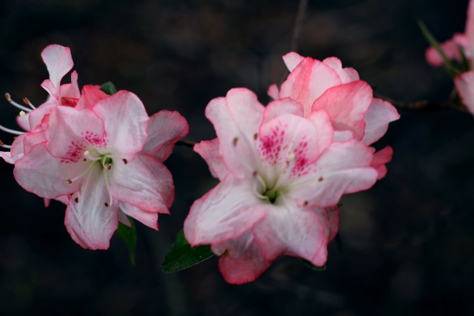 Collierville, United states, Beauty