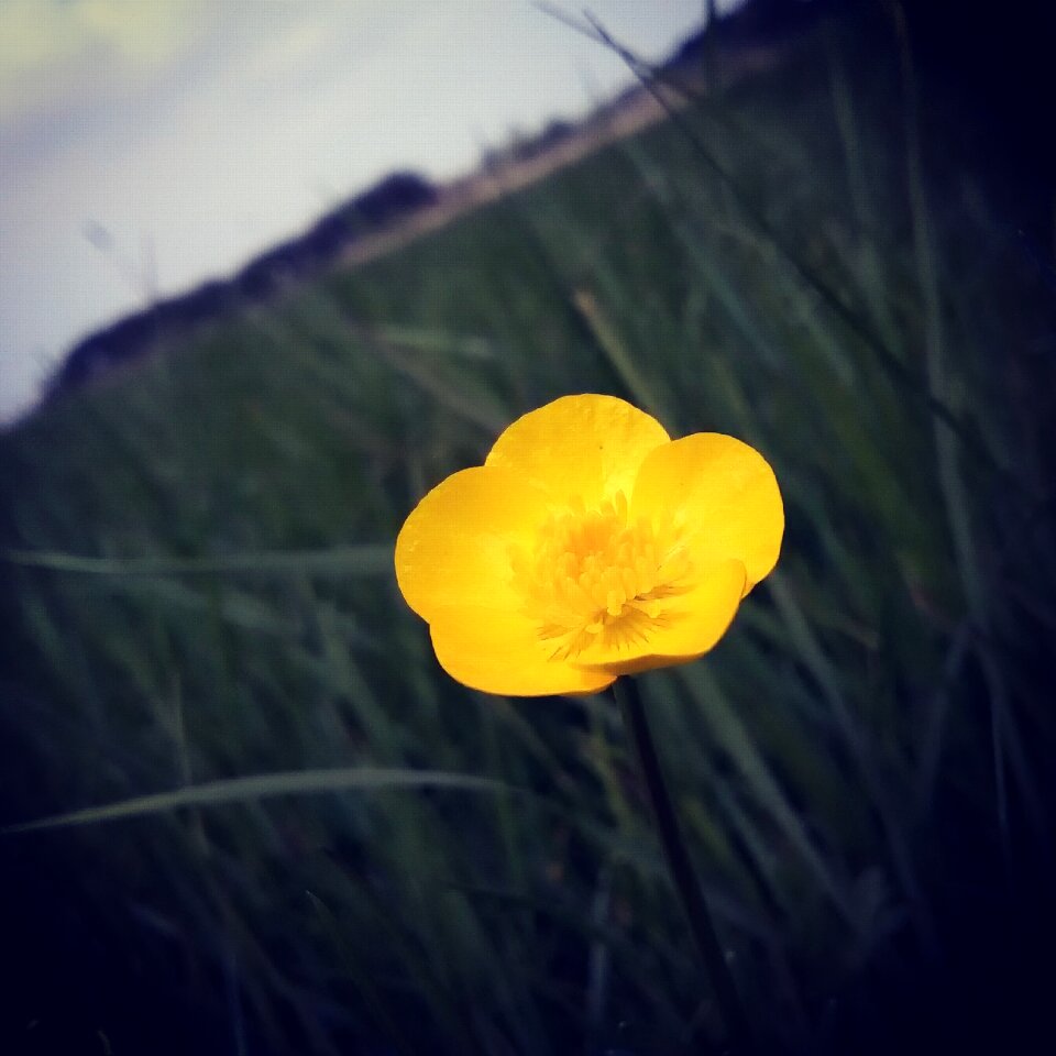 Nature green field