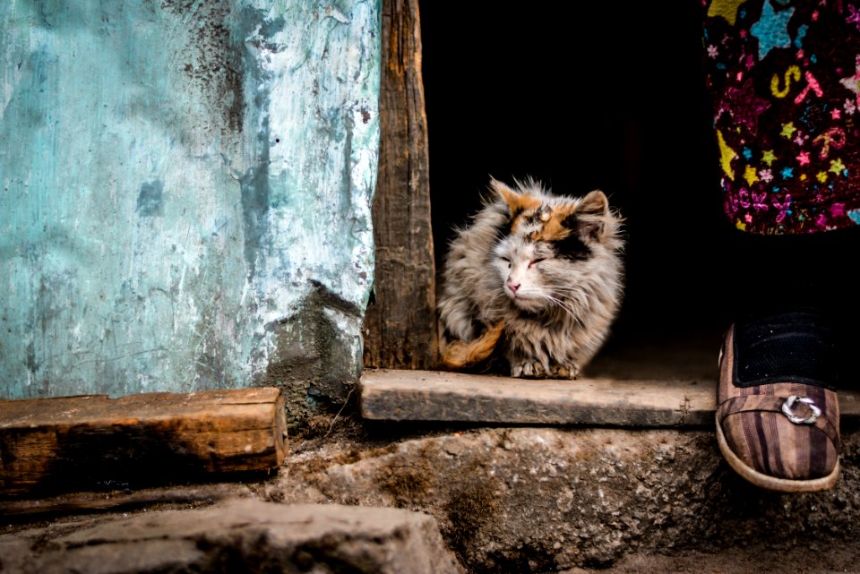 grey kitten sitting on the doorway