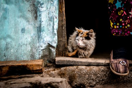 grey kitten sitting on the doorway