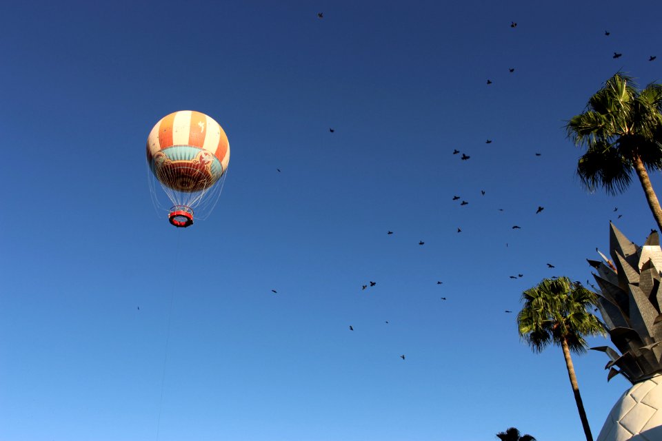 Nature, Disney springs, Orl photo