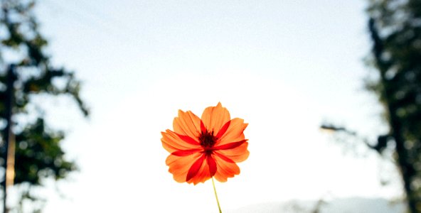 red petaled flower in closeup photography