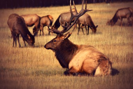 resting bulk on field photo