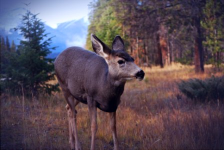 gray deer standing on grass field photo