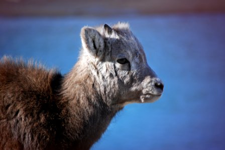 brown animal near body of water photo