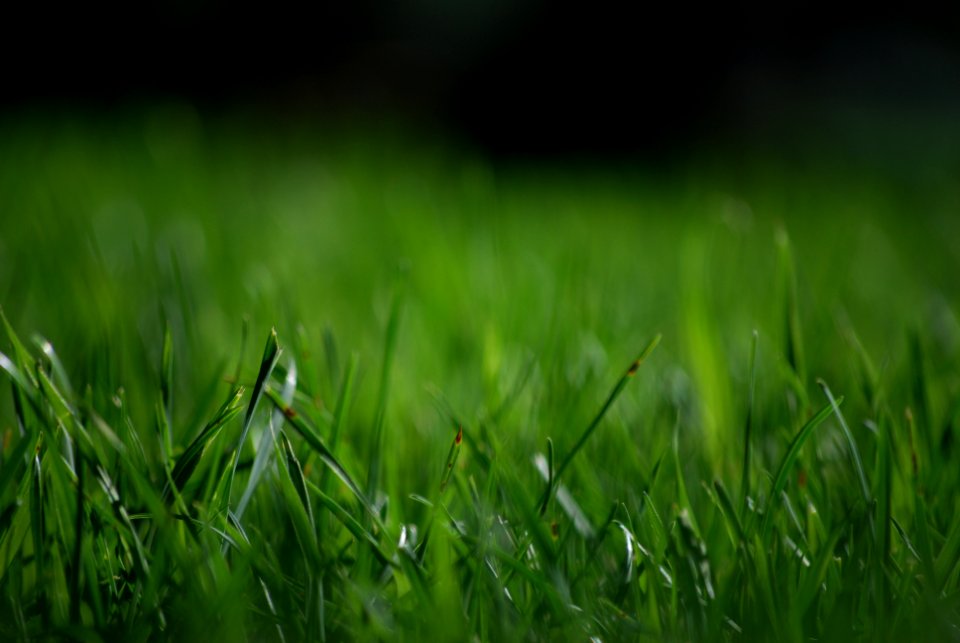 Edmonton, Canada, Green