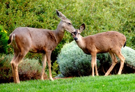 Pacific grove, United states, Eyecontact photo