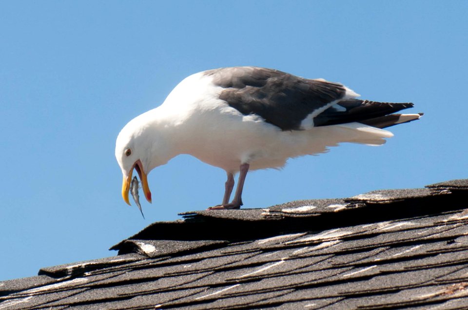 Pacific grove, United states, Food