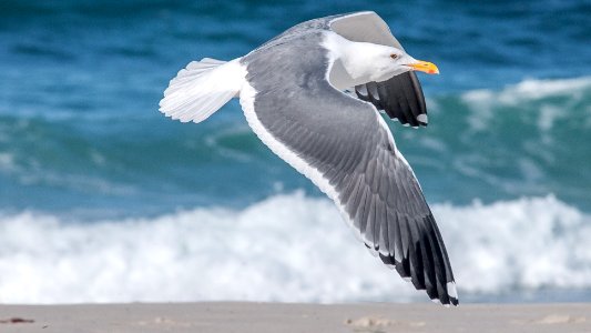 white and gray seagull flying near seashore