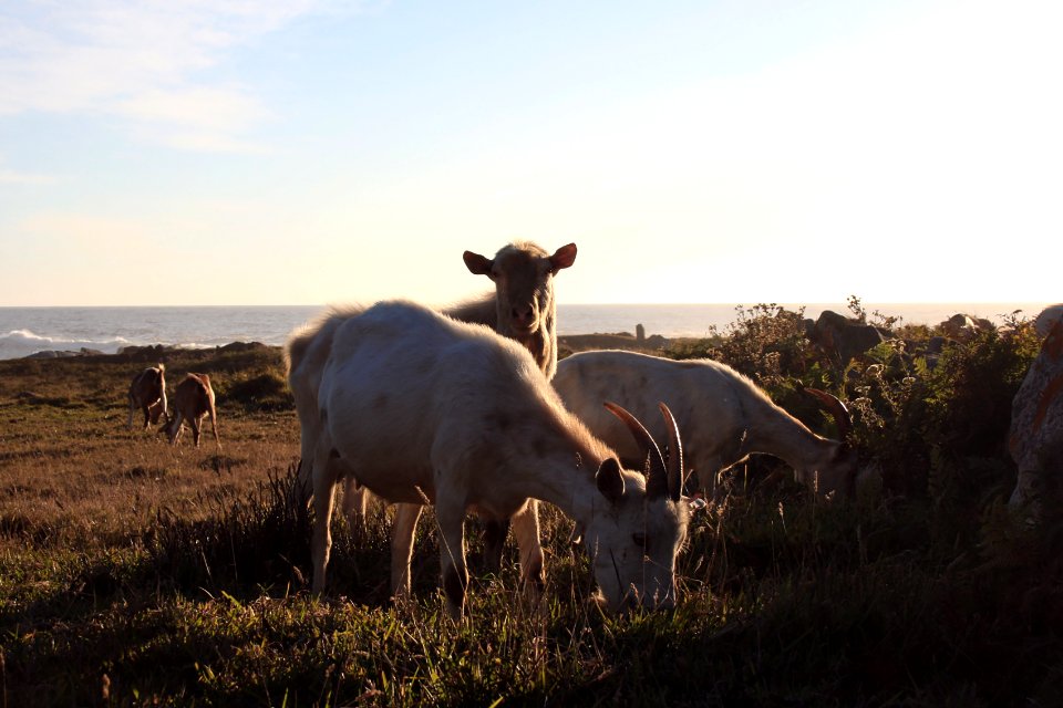 Portugal, Goat, Coast