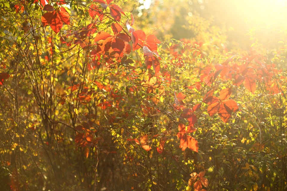 Leaves, Sunlight
