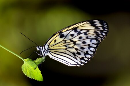 Insect nature wings photo