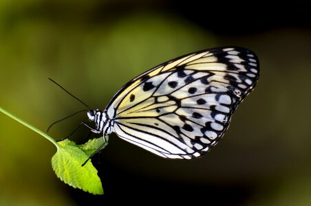 Insect nature wings