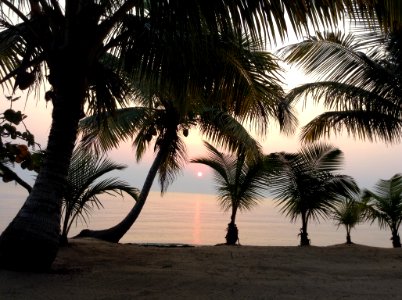Belize, Palmtrees, Sunrise