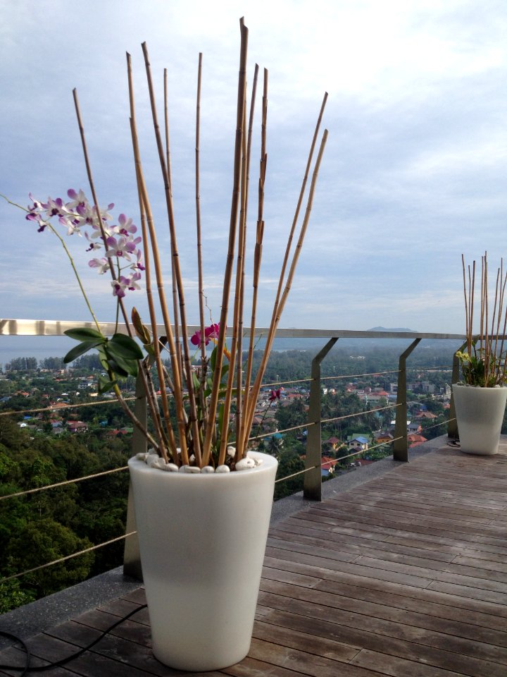 Orchid, Planter, Thail