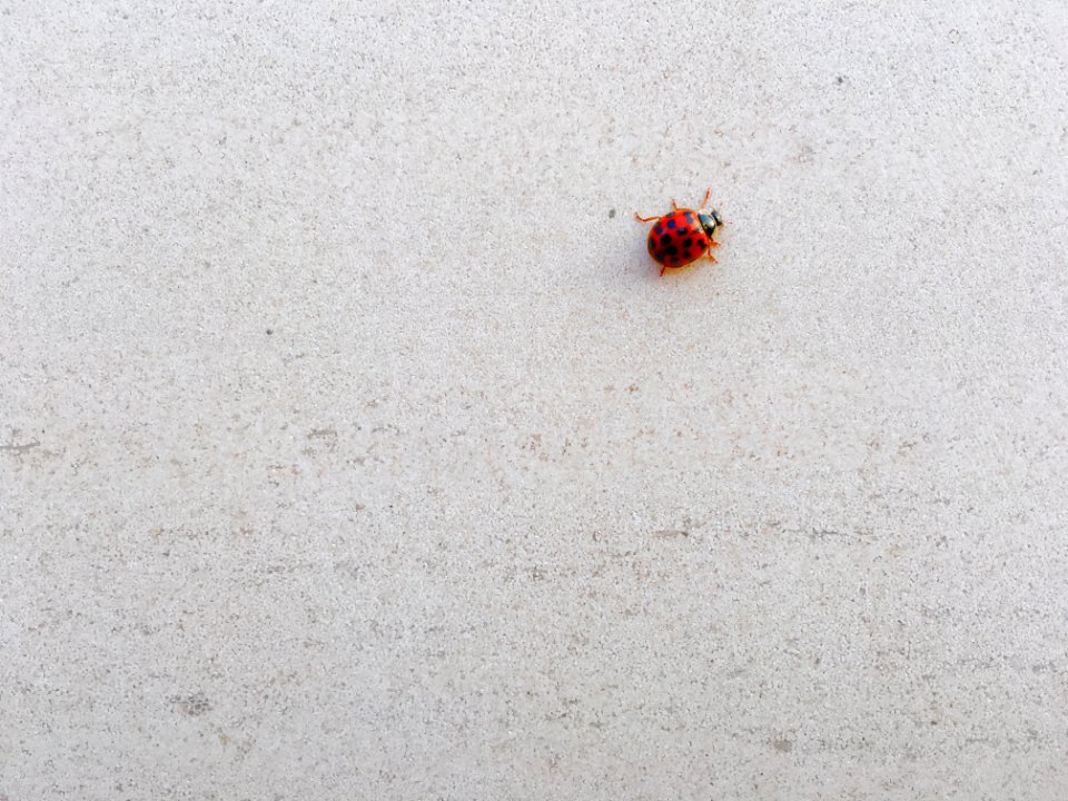 Nature, Insect, Bug