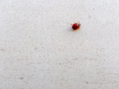 Nature, Insect, Bug