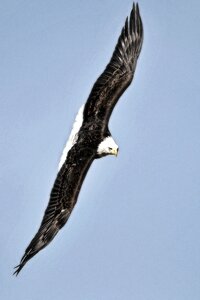 Bird of prey bird nature