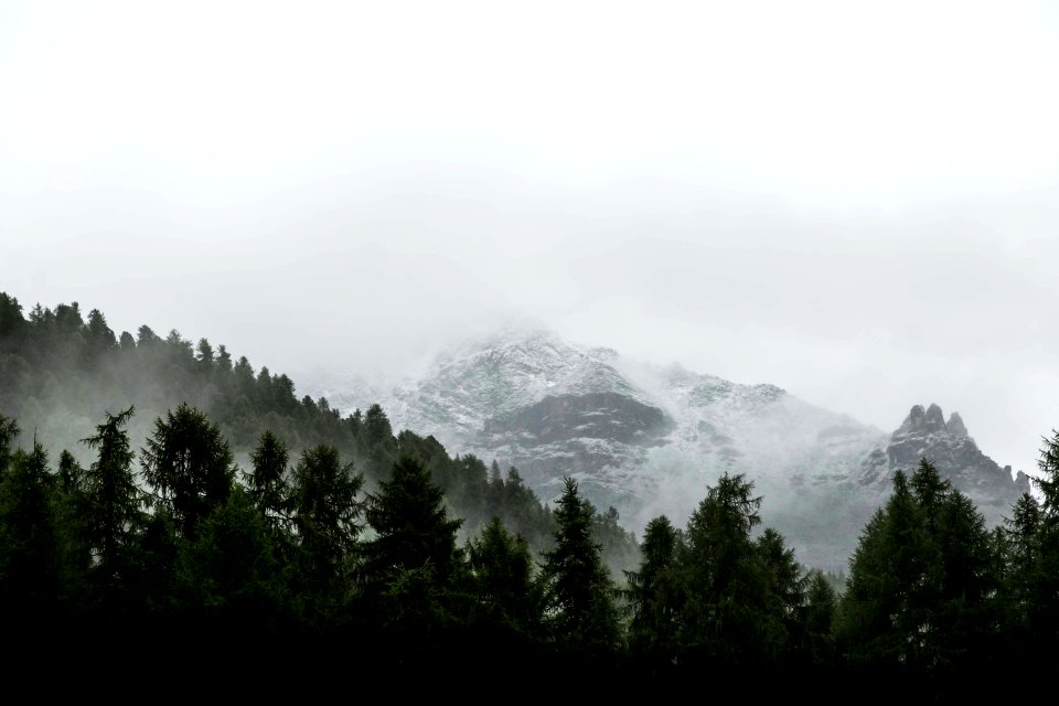 evergreen trees on slope of snowy mountain