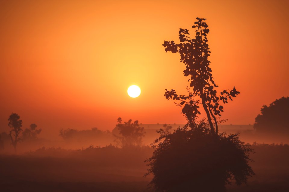 silhouette photo of plant during golden hour